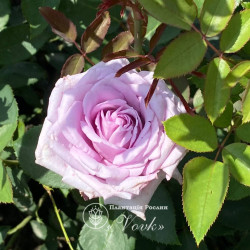 Саджанці троянди Блакитний Ніл