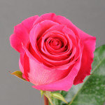 Саджанець троянди Пінк Флойд