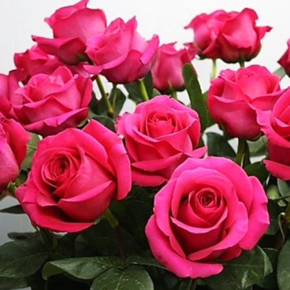 Саджанець троянди Пінк Флойд