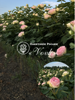 Саджанці троянди П'єр де Ронсар на штамбі