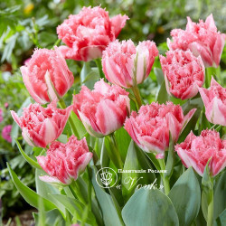 Цибулини тюльпану Crispion Sweet