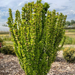 Саджанці барбарису Erecta (Еректа)