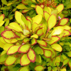 Саджанці барбарису Maria (Марія)