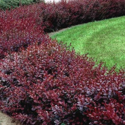 Саджанці барбарису Red Chief (Ред Чіф)