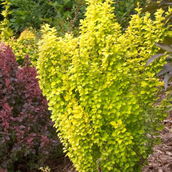 Саджанці барбарису Summer Sunset (Саммер Сансет)