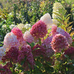 Саджанці гортензії волотистої Graffiti (Графіті)