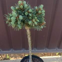 Ялина Hobo (Хобо) на штамбі