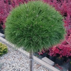 Сосна Varella (Варелла) на штамбі