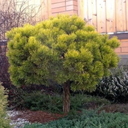 Сосна Winter Gold (Вінтер Голд) на штамбі