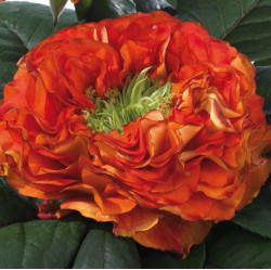 Саджанці троянди Флеш Ай