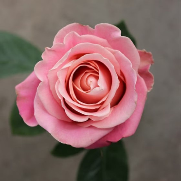 Саджанець троянди Хермоса