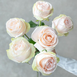 Саджанці троянди Гарден Спіріт