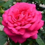 Саджанець троянди Веласкес