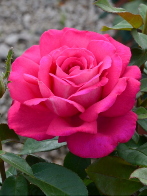 Саджанець троянди Веласкес