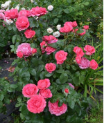 Саджанець троянди Чері Леді