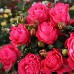 Саджанець троянди Чері Леді