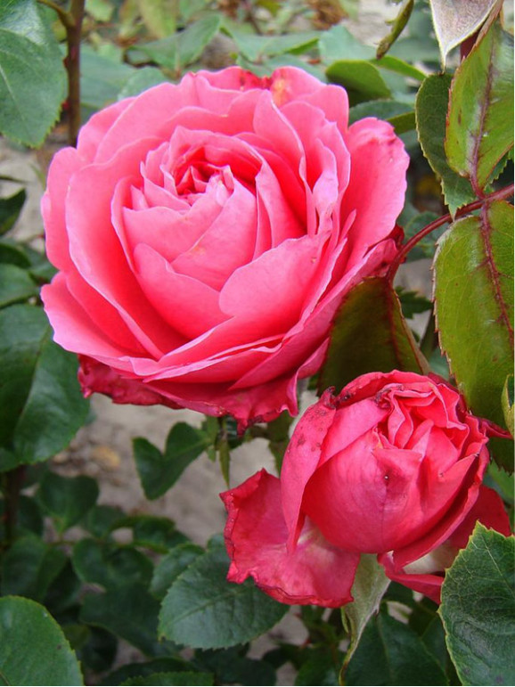 Саджанець троянди Чері Леді