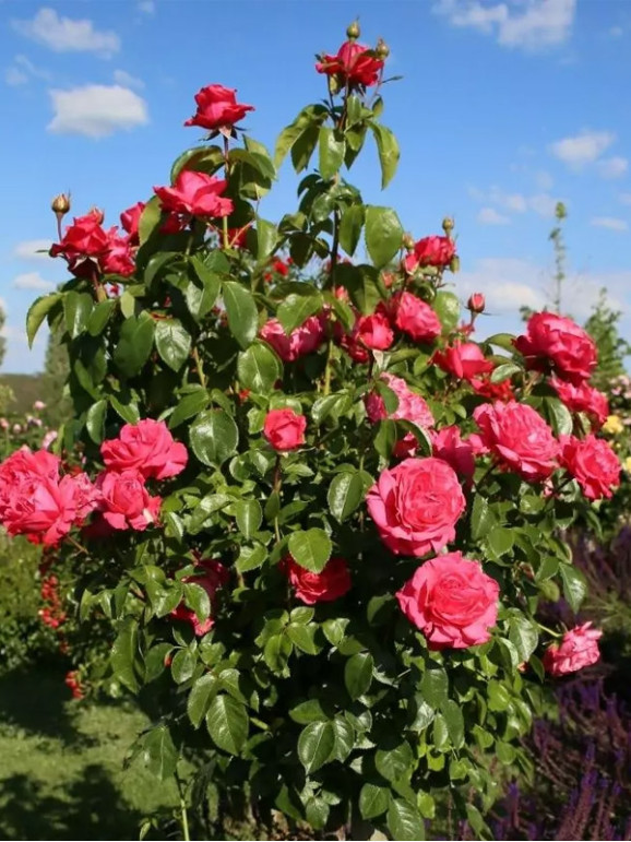 Саджанець троянди Чері Леді