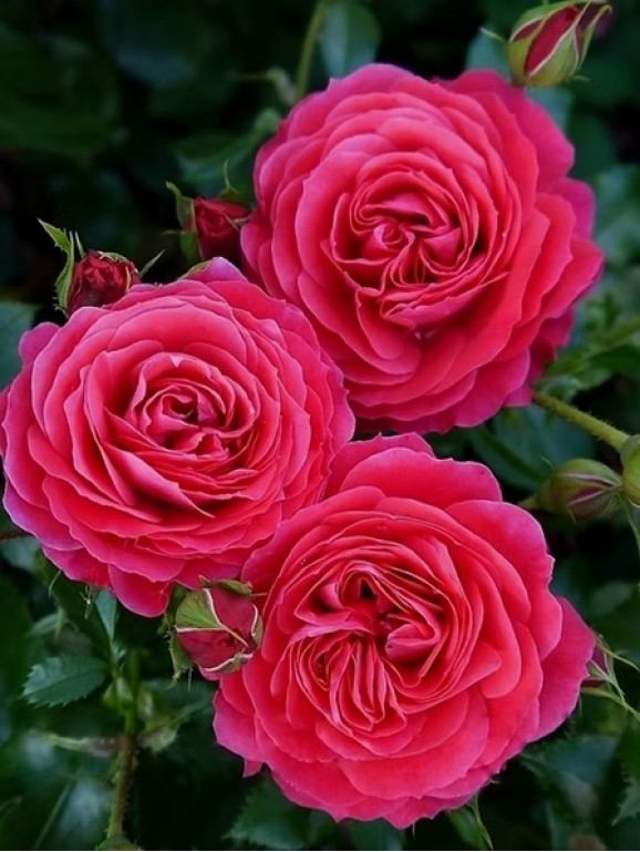 Саджанець троянди Чері Леді