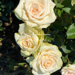 Саджанці троянди Ла Перла