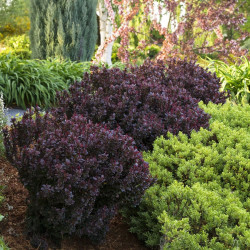 Саженцы барбариса Deep Purple (Дип Пёрпл)