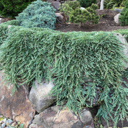 Саженцы можжевельника Pancake (Панкейк)