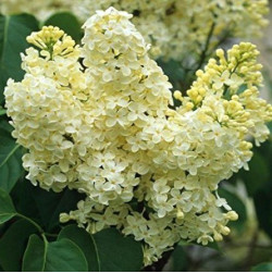 Саженцы сирени Сирень Примроуз