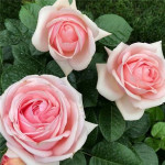 Саджанець троянди Афродіта