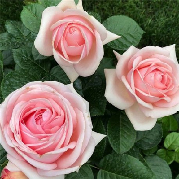 Саджанець троянди Афродіта