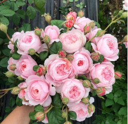 Саджанці троянди Королева Швеції