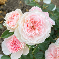 Саженцы розы Мария Терезия