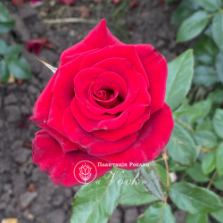 Саженцы розы Блек Меджик