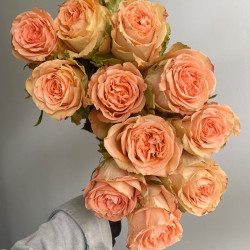 Саджанці троянди Кантрі Хоум