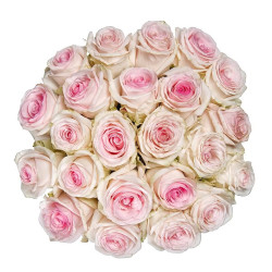 Саженцы розы Лорейн