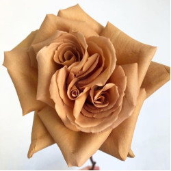 Саджанці троянди Тоффі