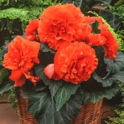 Клубни бегонии Fimbriata Orange