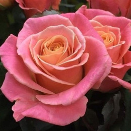 Саджанець троянди Міс Піггі