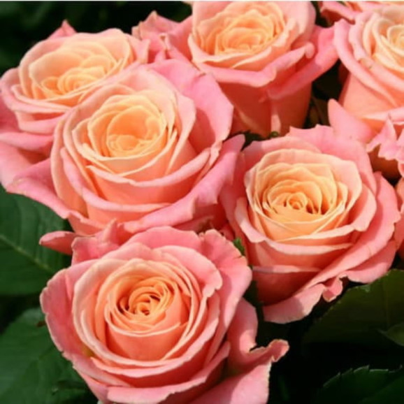 Саджанець троянди Міс Піггі