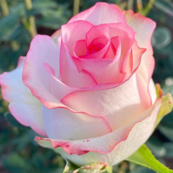 Саджанці троянди Вальс де Мейян