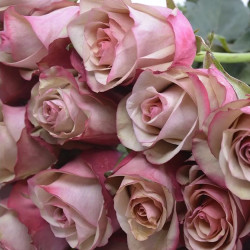 Саженцы розы Винтаж