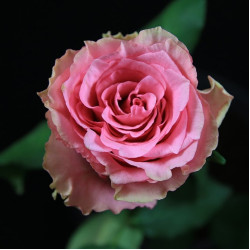 Саженцы розы Лавли Родос