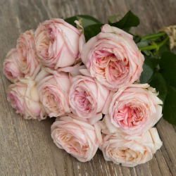 Саженцы розы Энджи Романтика