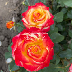 Саджанці троянди Вищий світ