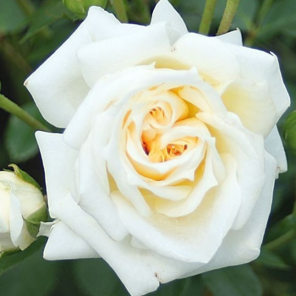 Саджанці троянди Хані Мілк