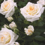 Саджанці троянди Хані Мілк