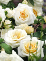 Саженцы розы Хани Милк