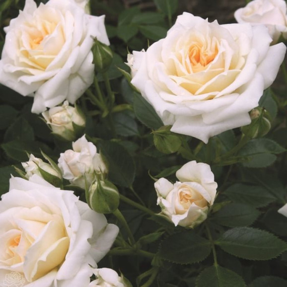 Саджанці троянди Хані Мілк