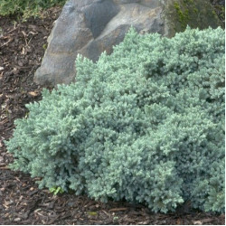 Саджанці ялівцю Blue Star (Блю Стар)