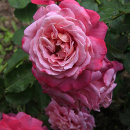 Саженцы розы Агнесс Шиллингер