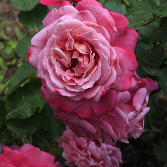 Саджанці троянди Агнес Шиллінгер